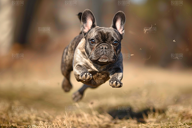 法国斗牛犬可爱小狗摄影图
