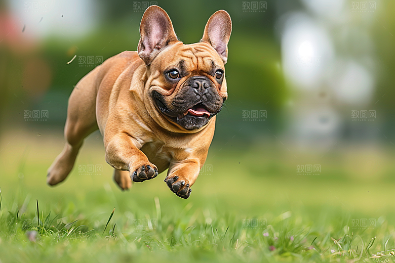 法国斗牛犬丑萌法斗摄影图