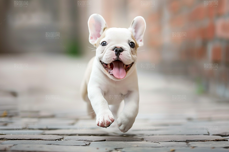 法国斗牛犬生活工作犬摄影图
