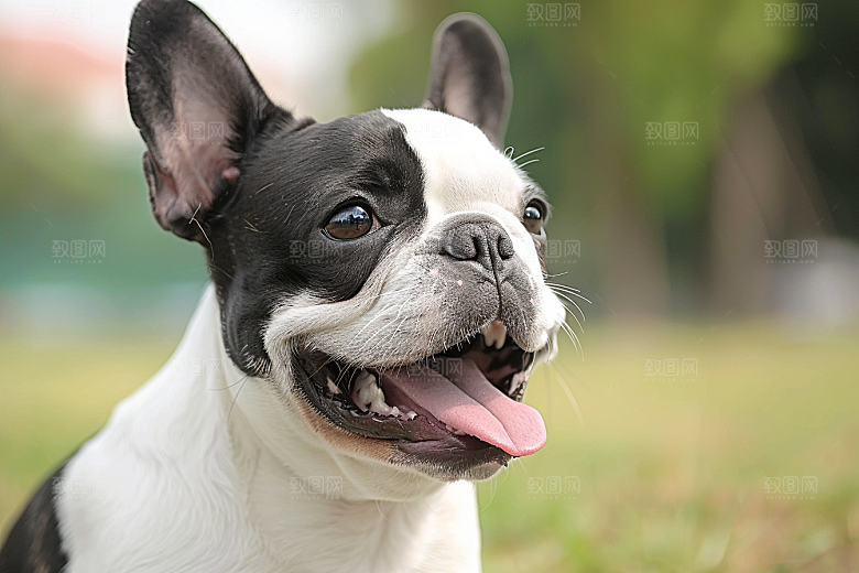 法国斗牛犬牧牛犬生活摄影图