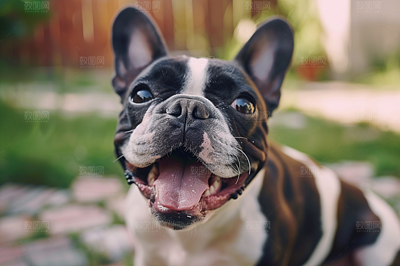 法国斗牛犬法斗牧牛犬摄影图