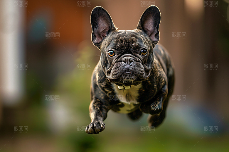 法国斗牛犬生活工作犬摄影图