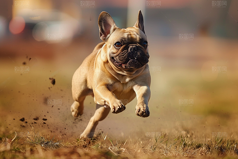 法国斗牛犬生活小狗摄影图