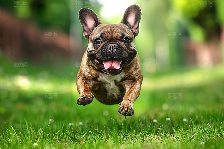 法国斗牛犬养宠丑萌摄影图
