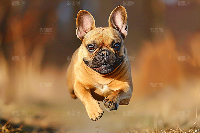 法国斗牛犬可爱自然摄影图