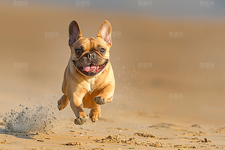 法国斗牛犬小狗牧牛犬摄影图