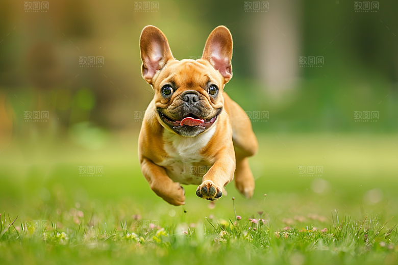 法国斗牛犬家居自然摄影图