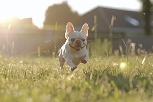 法国斗牛犬伴侣动物家居摄影图