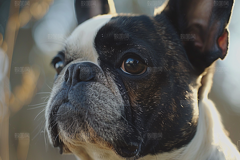 法国斗牛犬自然伴侣动物摄影图