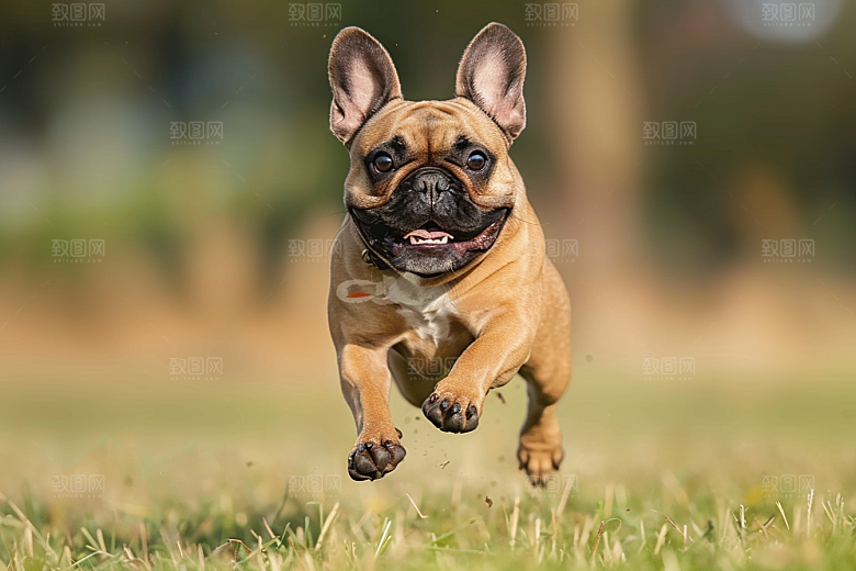 法国斗牛犬丑萌小狗摄影图