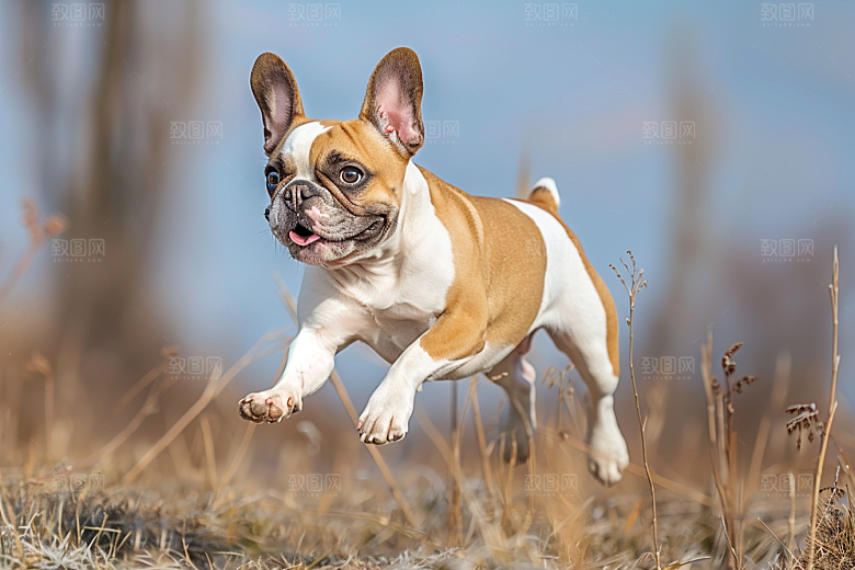 法国斗牛犬家居生活摄影图
