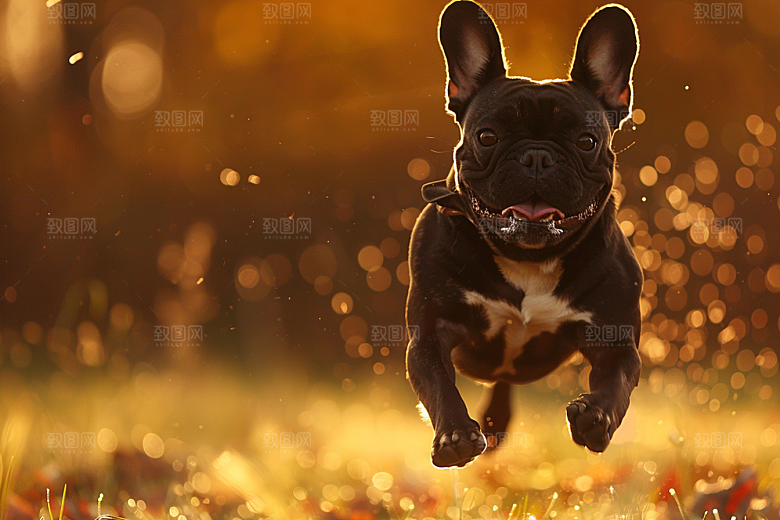 法国斗牛犬牧牛犬宠物摄影图