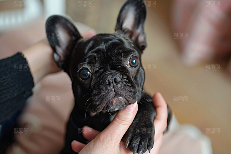 法国斗牛犬高清自然摄影图