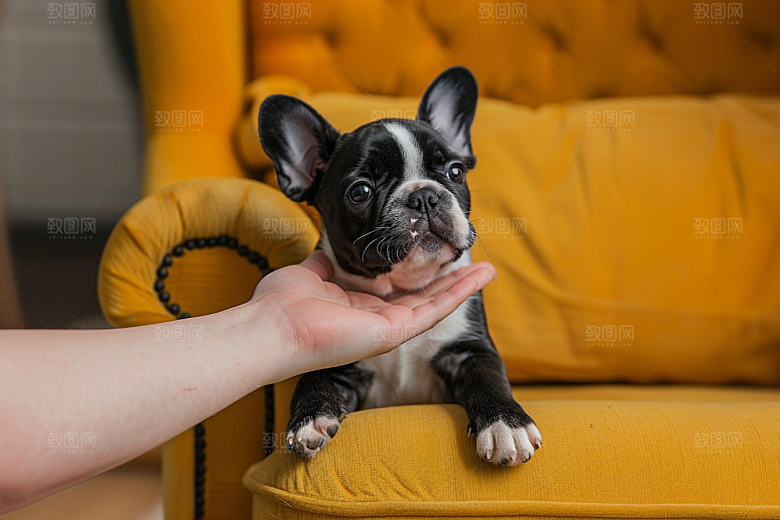 法国斗牛犬法斗宠物摄影图