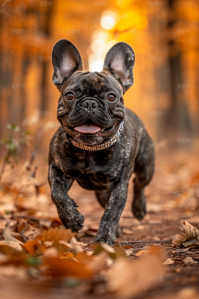 法国斗牛犬宠物工作犬摄影图
