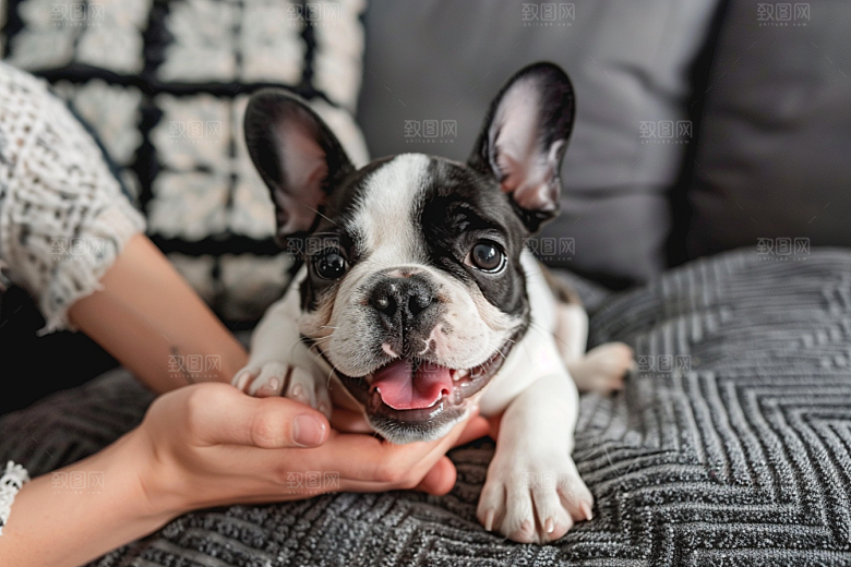 法国斗牛犬法斗生活摄影图