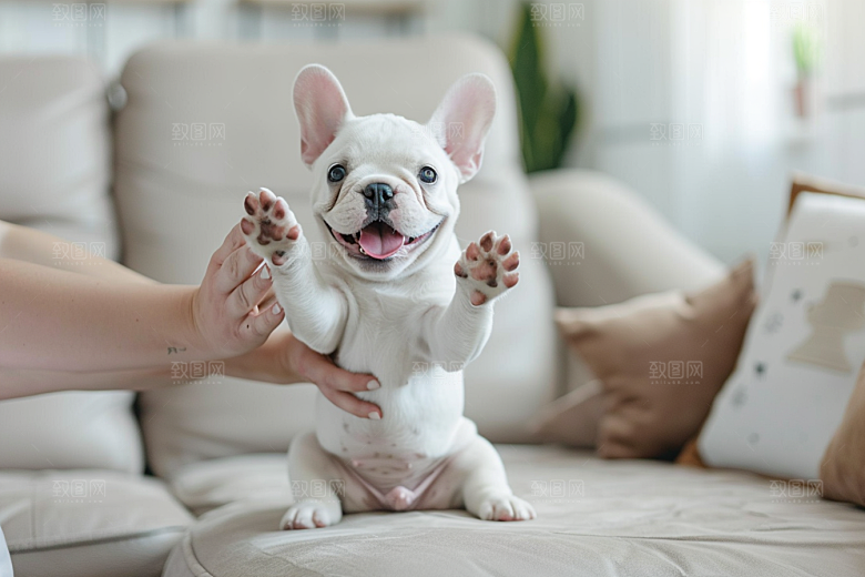 法国斗牛犬家居可爱摄影图