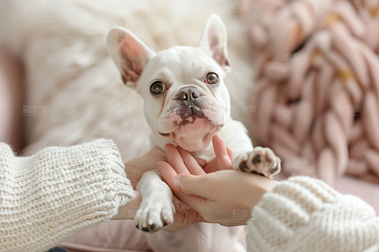 法国斗牛犬小狗牧牛犬摄影图