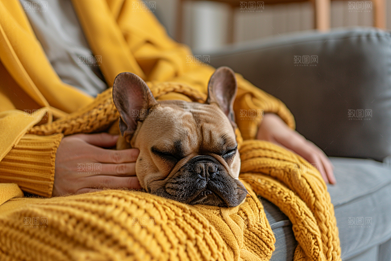 法国斗牛犬自然宠物摄影图