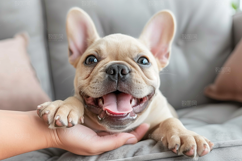法国斗牛犬丑萌法斗摄影图