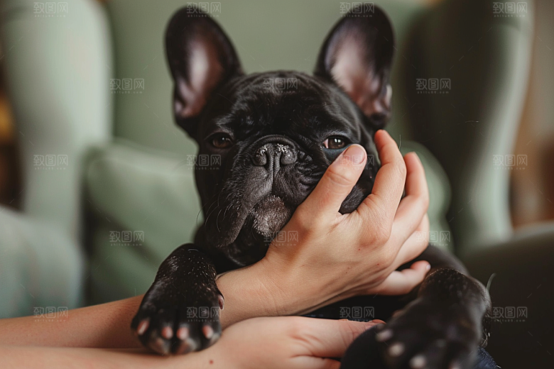 法国斗牛犬伴侣动物牧牛犬摄影图