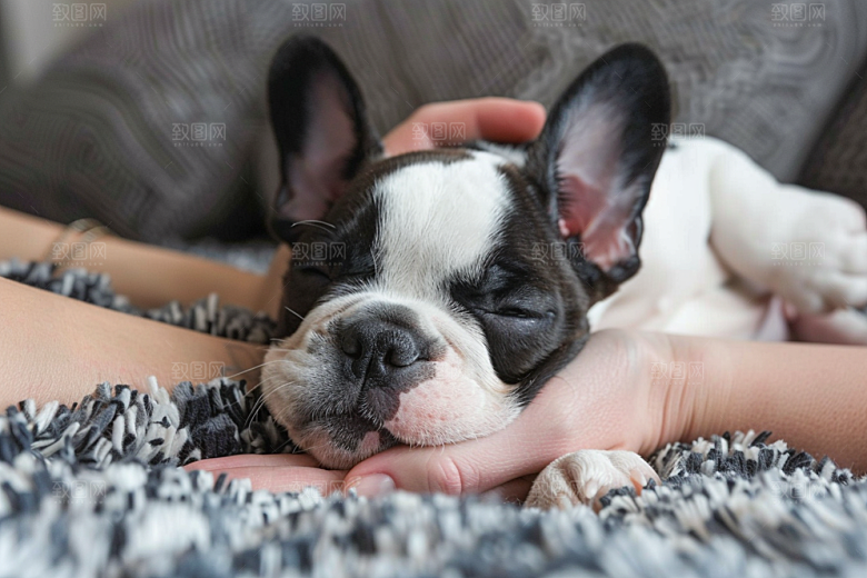 法国斗牛犬牧牛犬高清摄影图