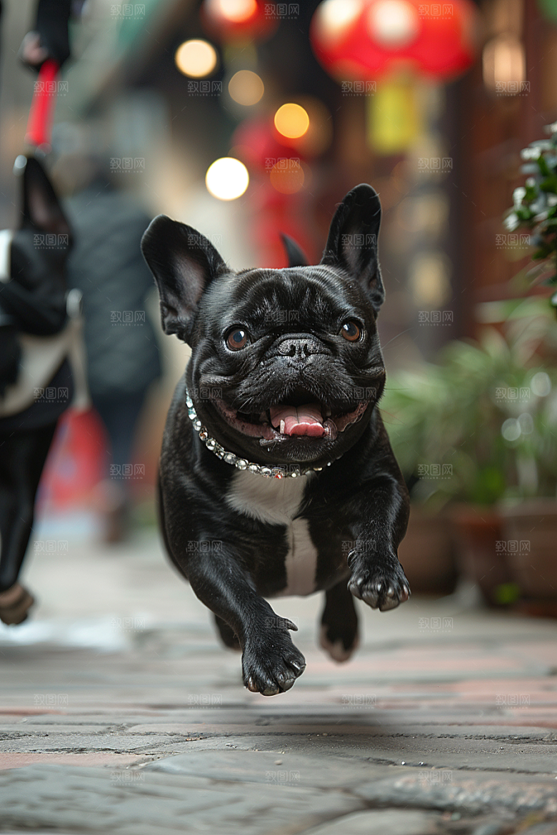法国斗牛犬小狗宠物摄影图