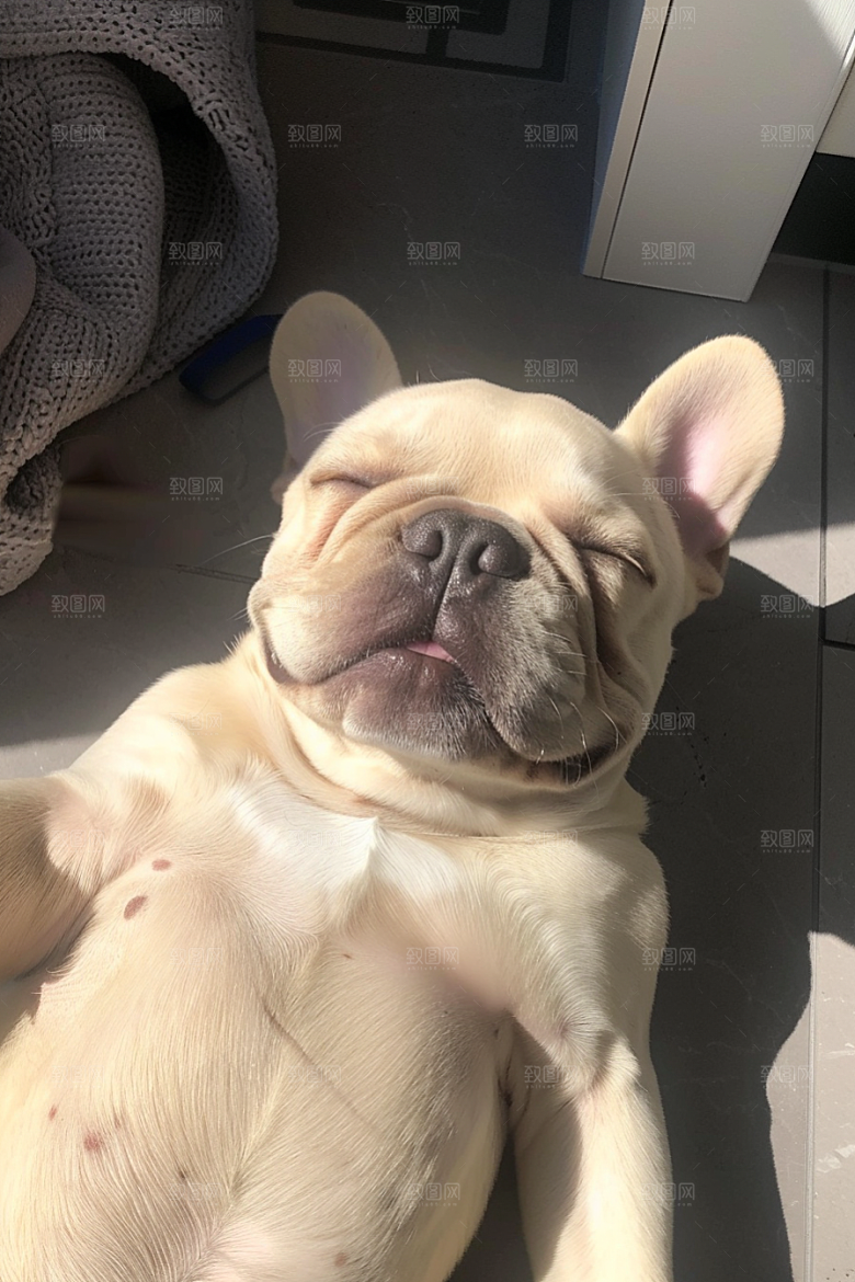 法国斗牛犬养宠工作犬摄影图