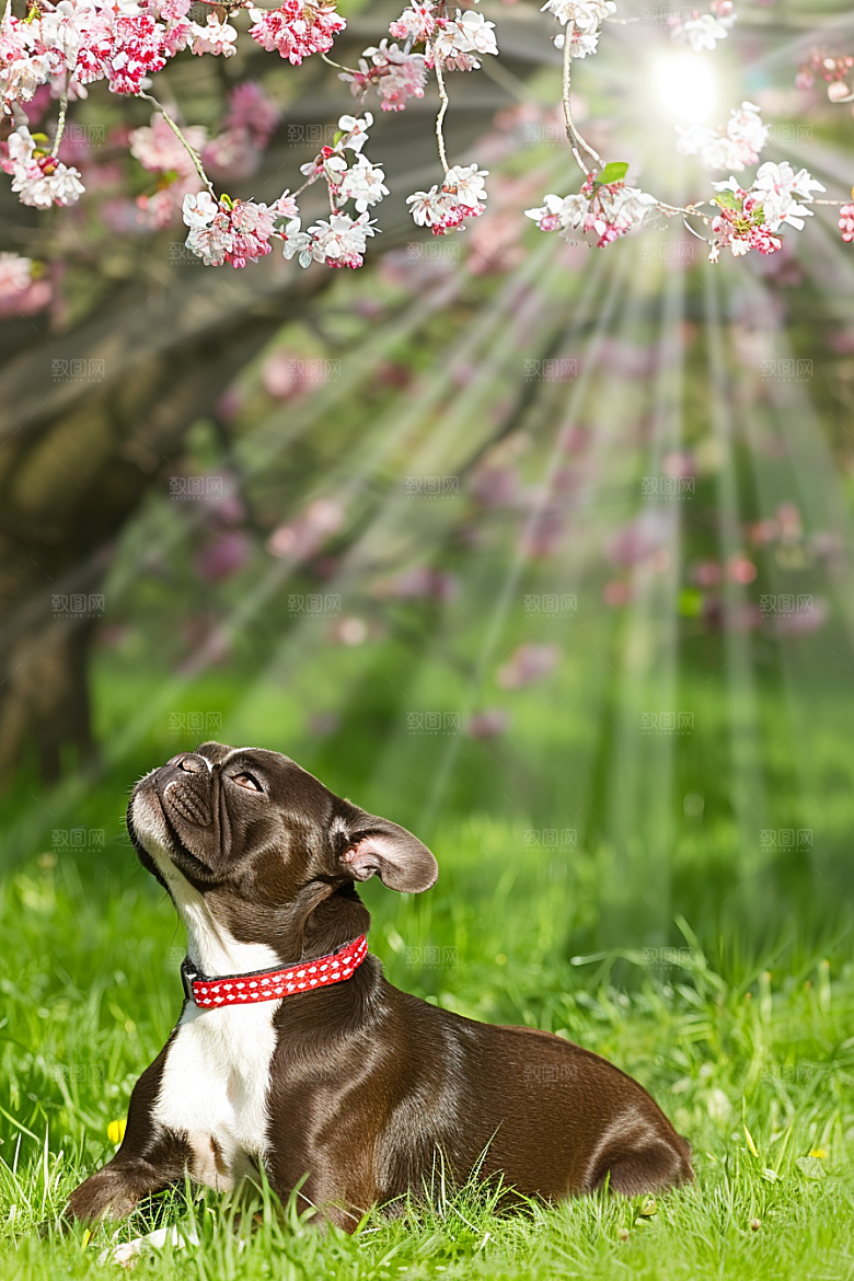 法国斗牛犬工作犬高清摄影图