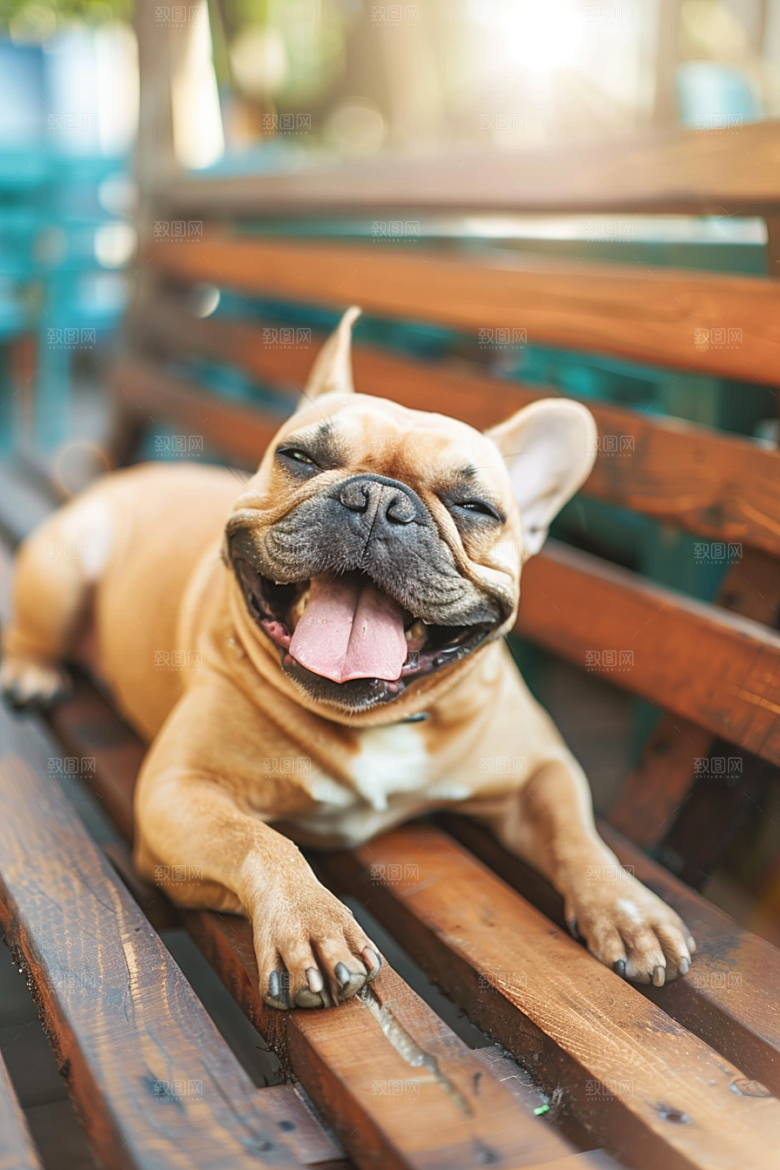 法国斗牛犬生活法斗摄影图