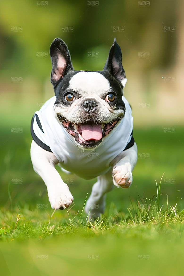 法国斗牛犬法斗工作犬摄影图