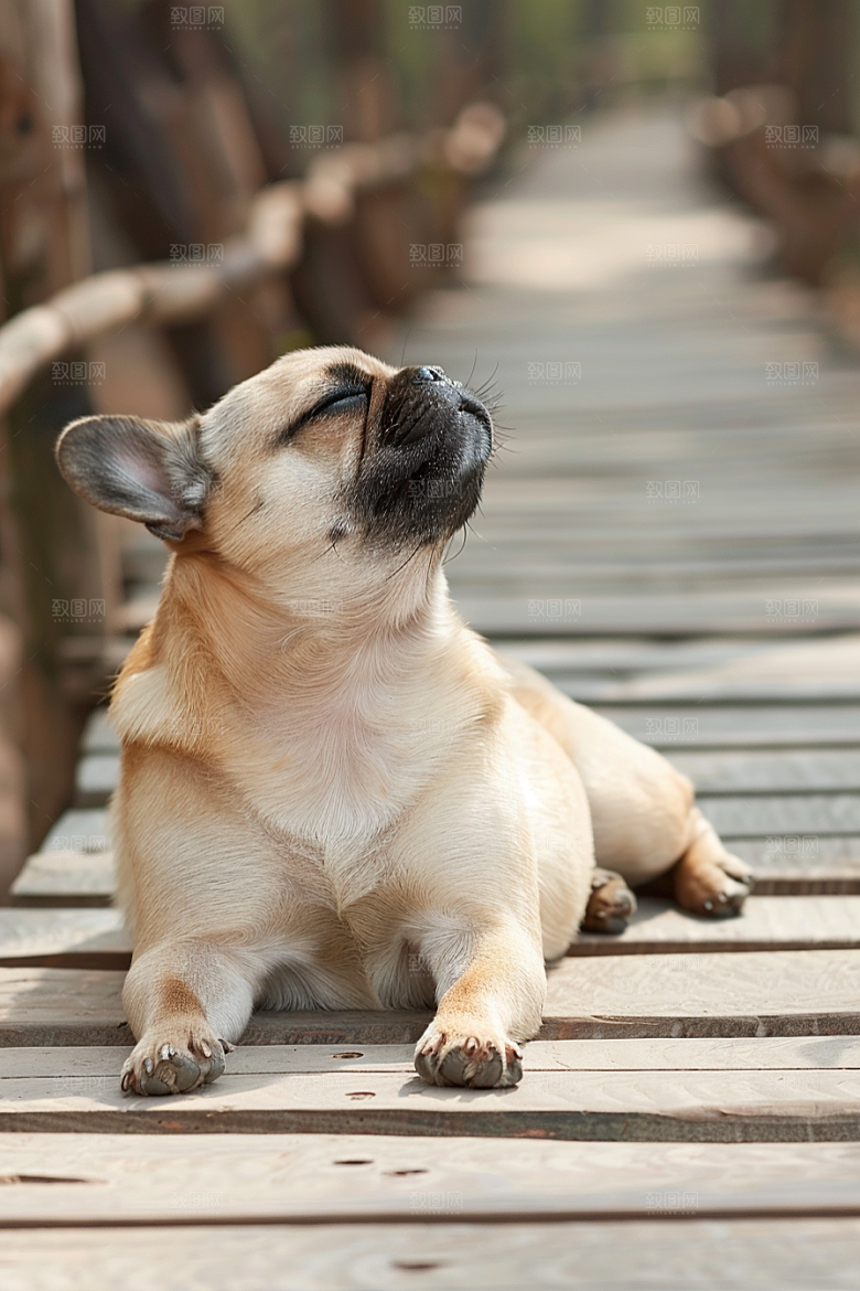 法国斗牛犬养宠生活摄影图