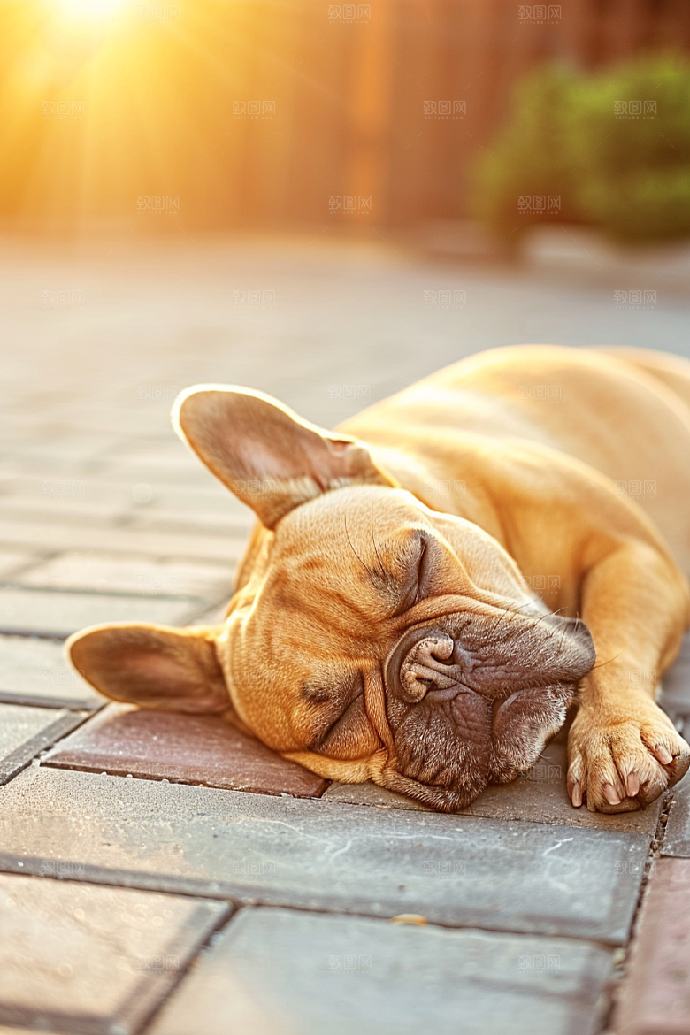 法国斗牛犬牧牛犬丑萌摄影图