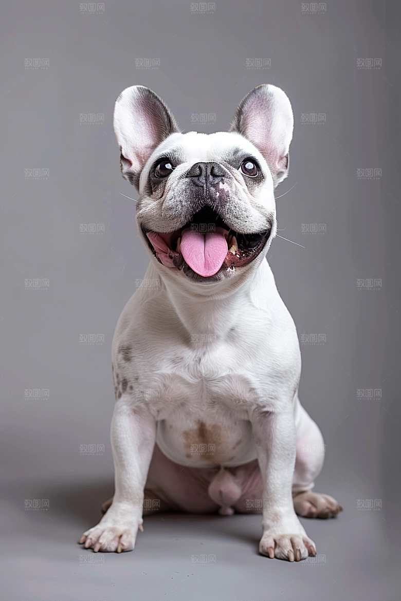 法国斗牛犬生活宠物摄影图