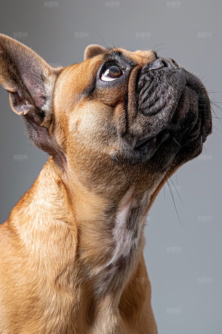 法国斗牛犬小狗宠物摄影图