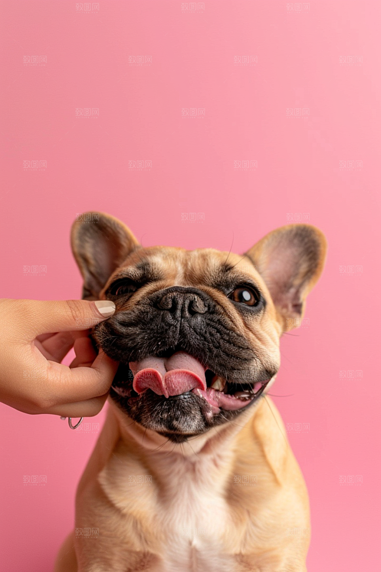 法国斗牛犬自然伴侣动物摄影图