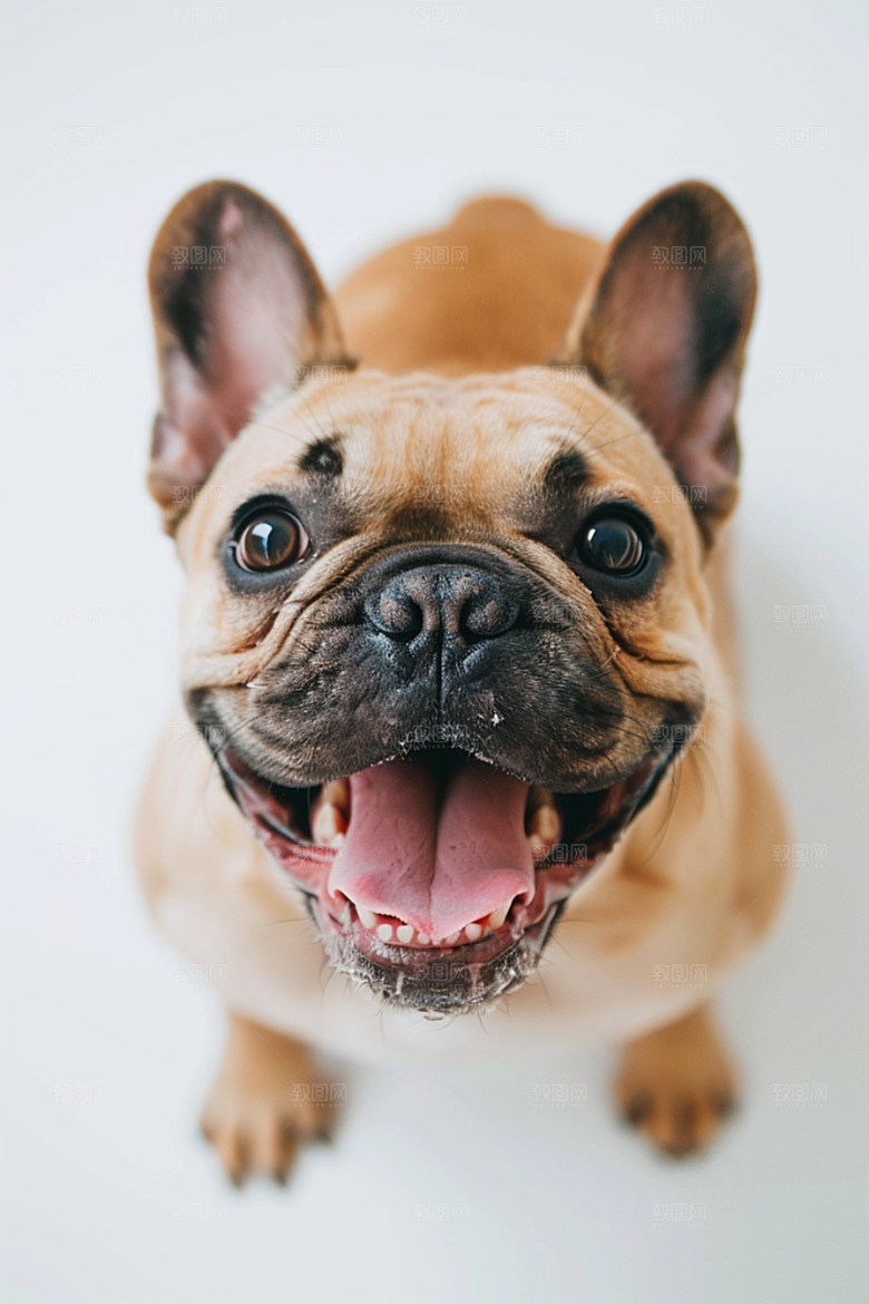 法国斗牛犬可爱宠物摄影图
