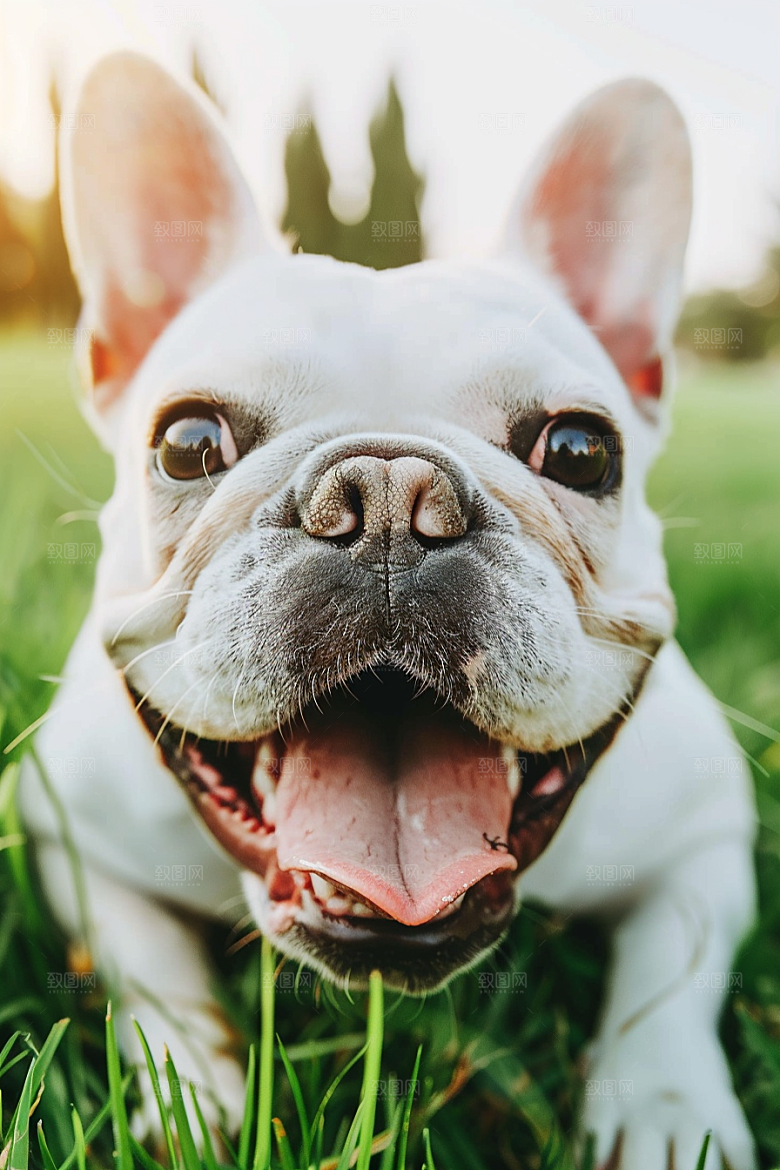 法国斗牛犬养宠工作犬摄影图