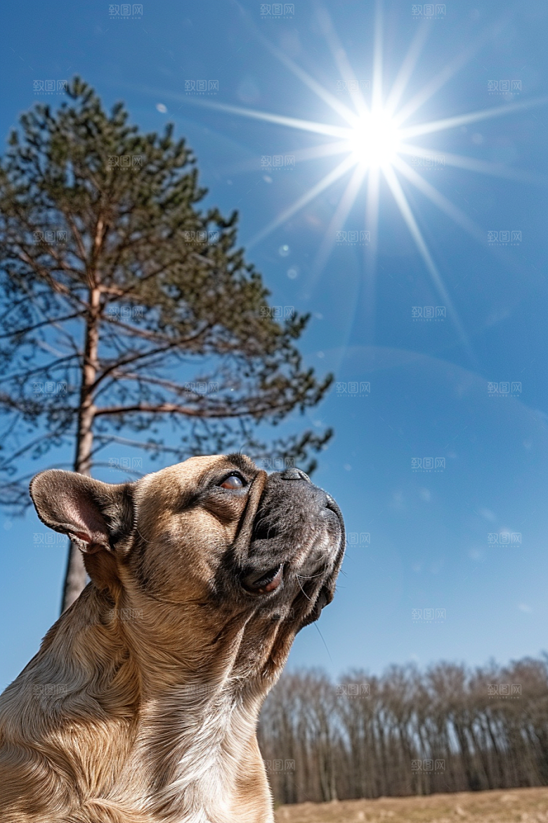 法国斗牛犬宠物伴侣动物摄影图