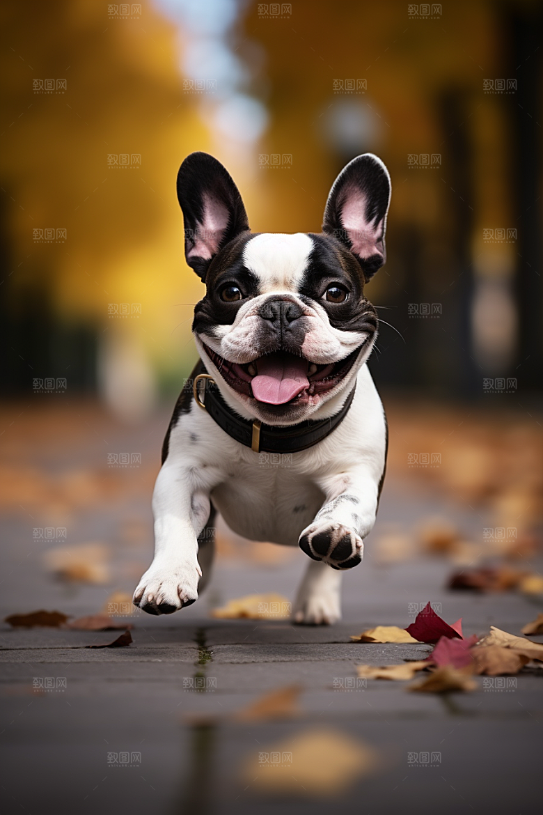 法国斗牛犬可爱养宠摄影图