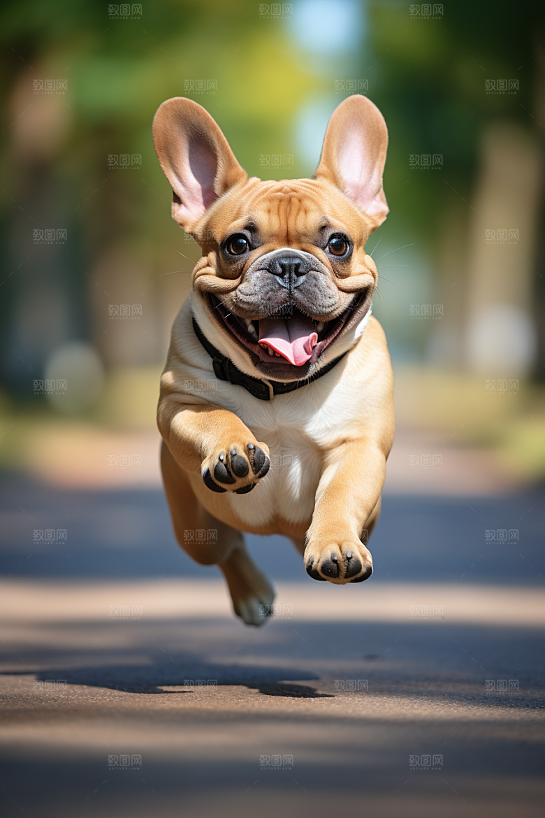 法国斗牛犬家居牧牛犬摄影图