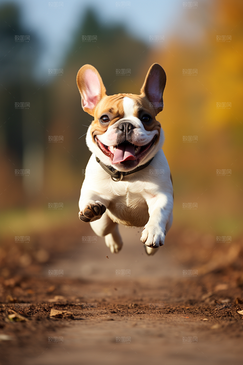 法国斗牛犬小狗养宠摄影图