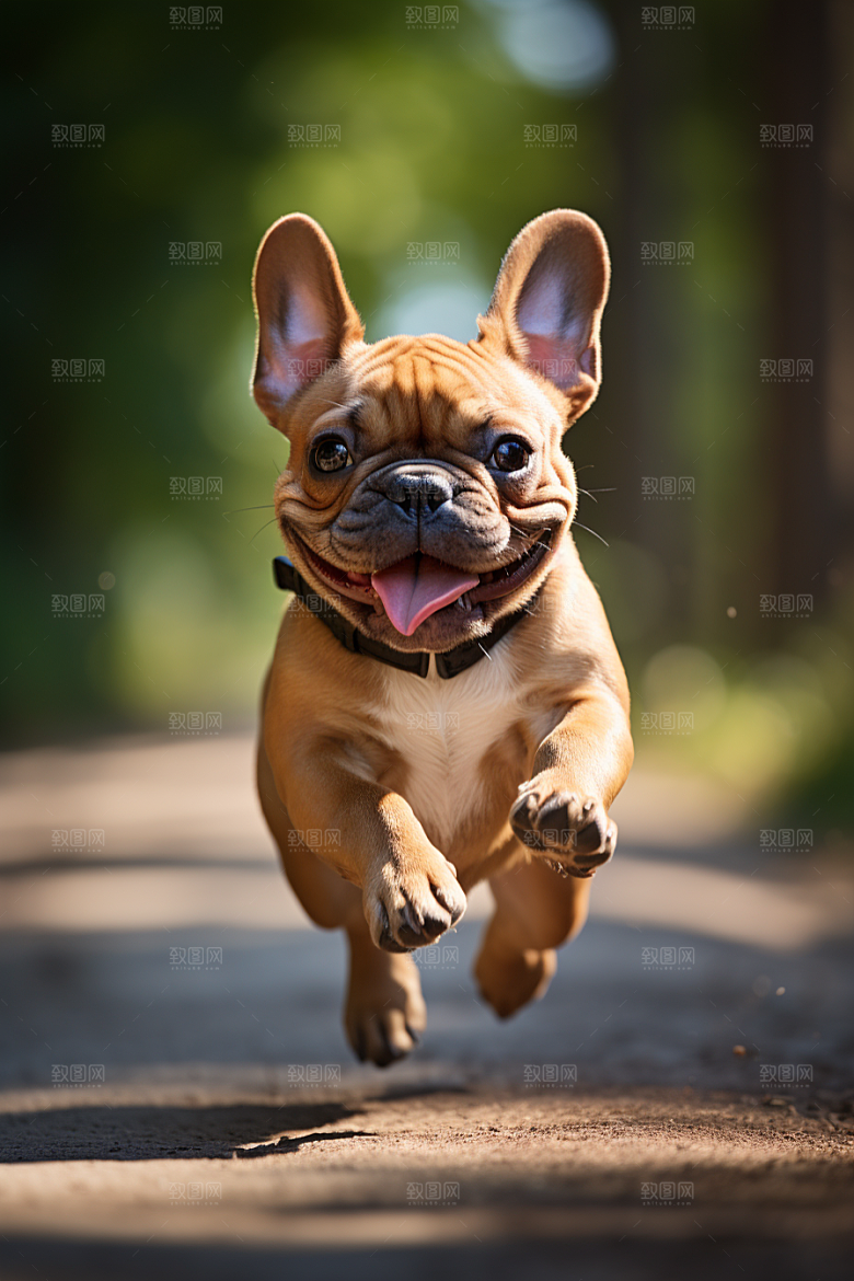 法国斗牛犬丑萌牧牛犬摄影图