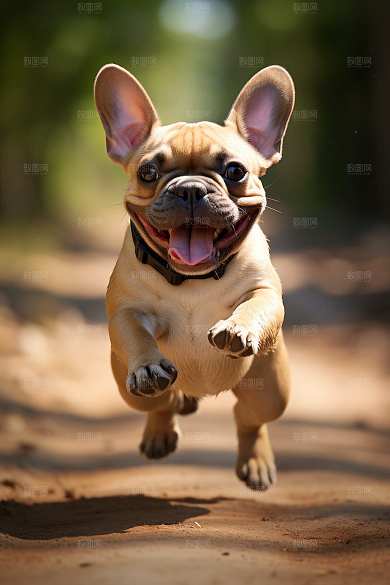 法国斗牛犬丑萌宠物摄影图