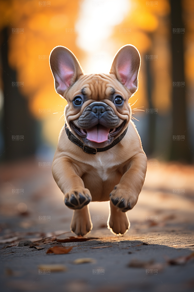 法国斗牛犬丑萌生活摄影图