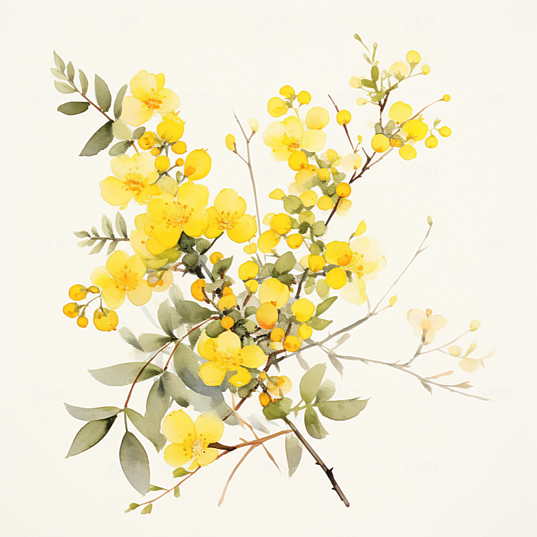 茯苓保健中草药插画