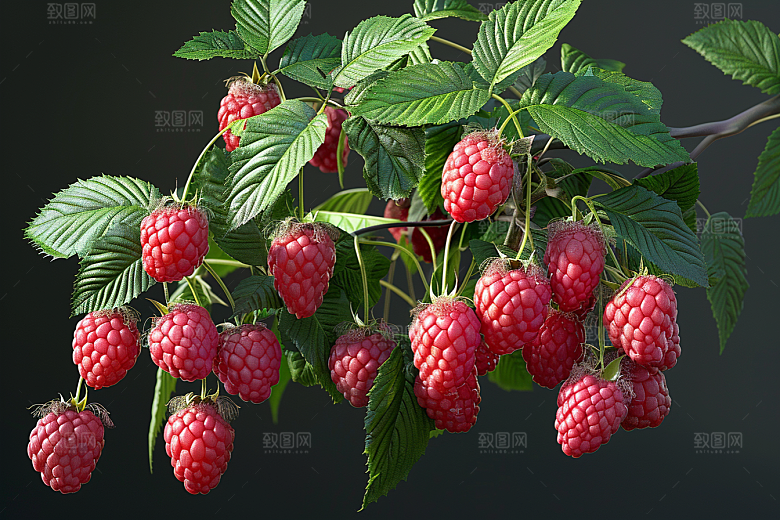 覆盆子野果植物摄影图