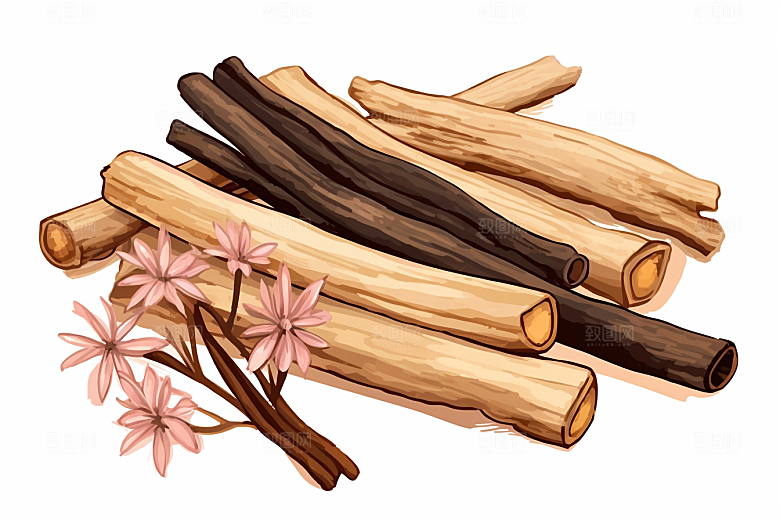 甘草健康中草药插画