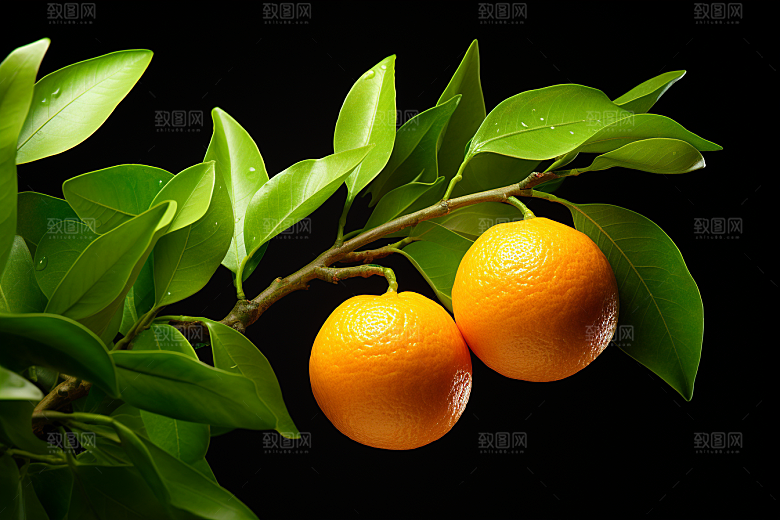 柑橘橙子脐橙美食摄影图