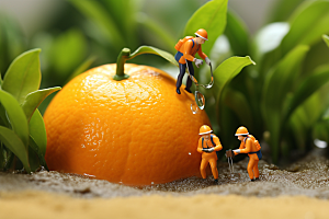 柑橘采摘橙子微距小人